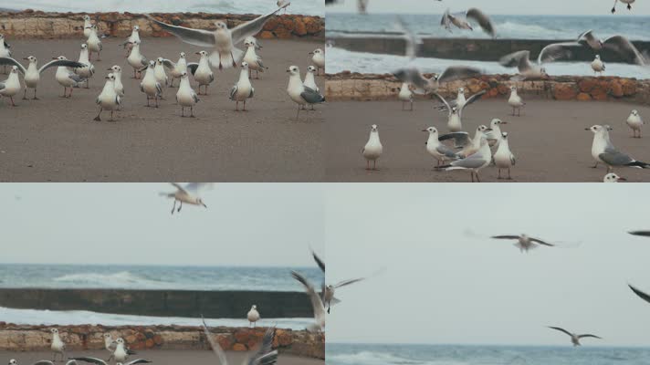 一群海鸥在海滩背景下盘旋