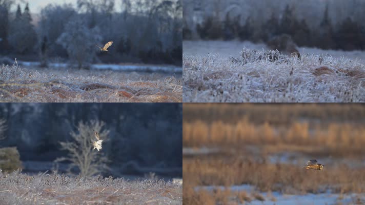 冬季猫头鹰飞行觅食慢镜头
