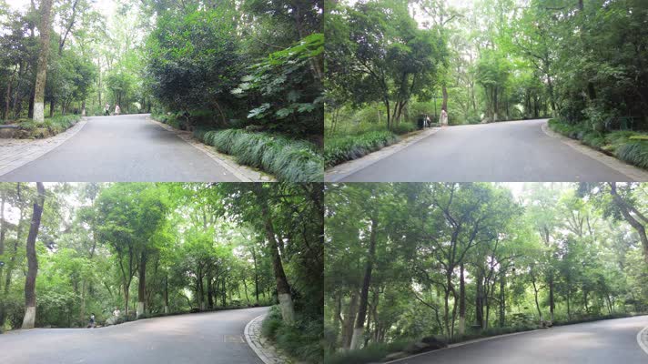 风景景区的树林小道路