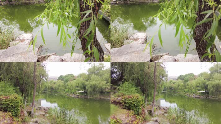 公园的湖边柳树湖水风景美景特写