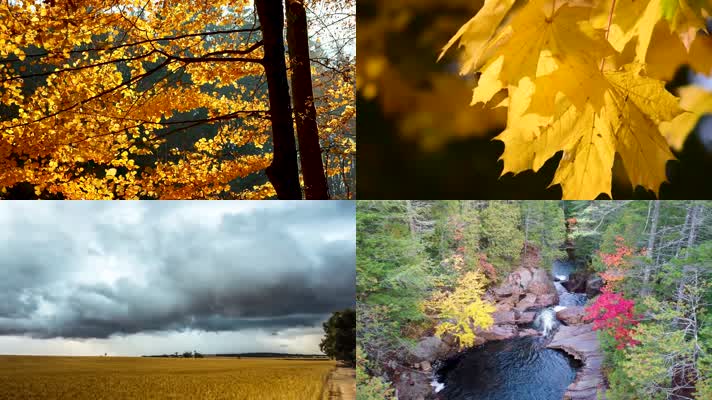 秋天、秋季、秋意、黄叶、落叶