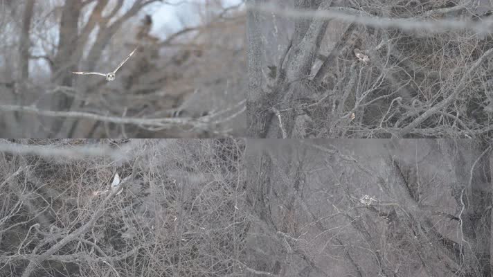 冬季猫头鹰森林中飞翔慢镜头合集
