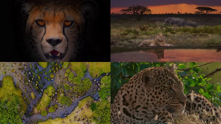 【4K】非洲动物世界
