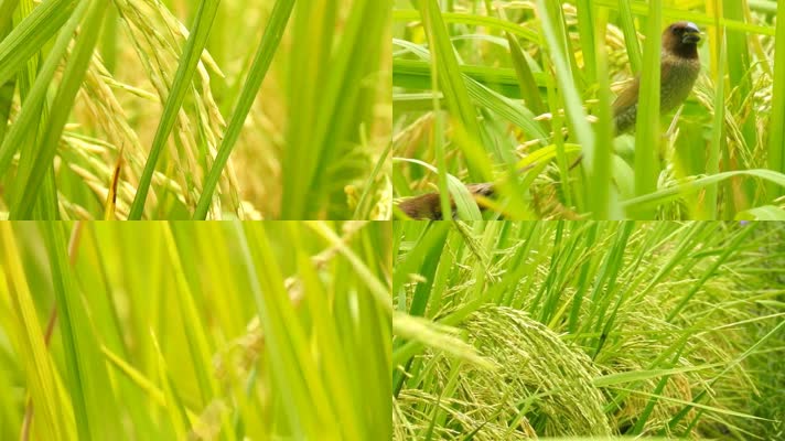 水稻稻谷实拍
