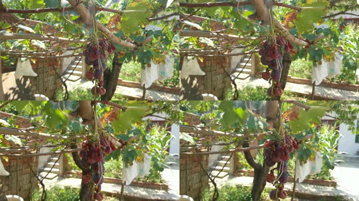 4K高清实拍一串半成熟的葡萄