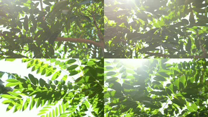绿叶下的阳光