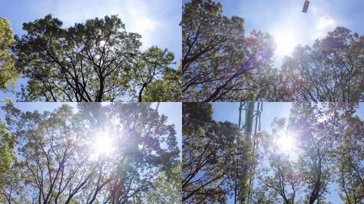 夏天阳光穿过树林树叶子自然风景9