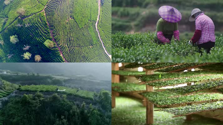 茶山农民采茶 种茶