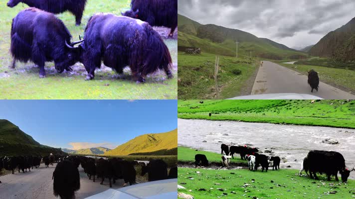 青藏高原青海藏区牦牛草原玉树
