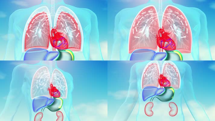 人体肺功能呼吸纳气肺动力