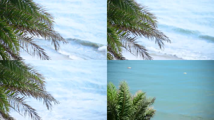 4k夏日海边的椰子树