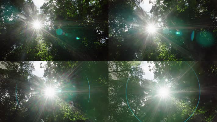 森林阳光光圈