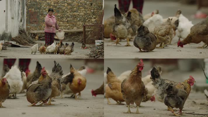 农村妇女喂鸡