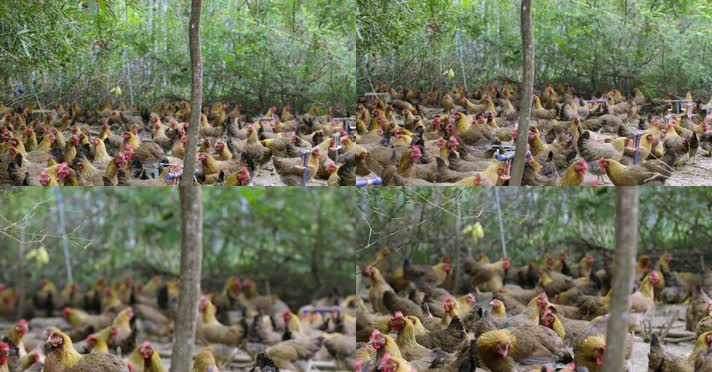 养鸡场的鸡群母鸡-7