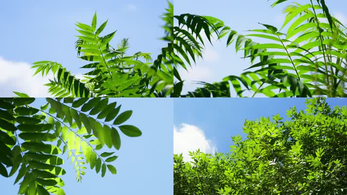 夏天唯美树叶清新绿叶蓝天白云空镜