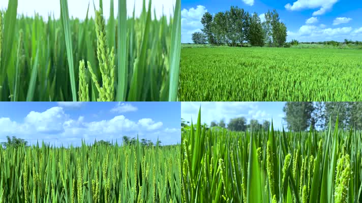 稻穗 稻田 农村地区的绿色稻田