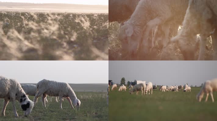 写意拍摄草原羊群小羊羔