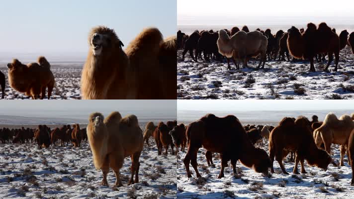 雪原骆驼