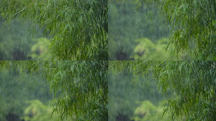 雨水从竹叶滑落