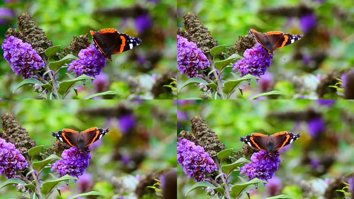 漂亮的蝴蝶正在采集花粉