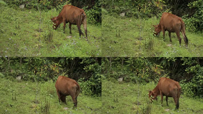 牛在山间吃草放牧