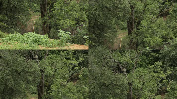 山区树木森林植物雨林