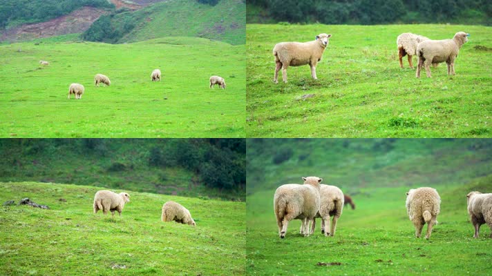 贵州乌蒙大草原高原草甸绵羊牧羊羊群