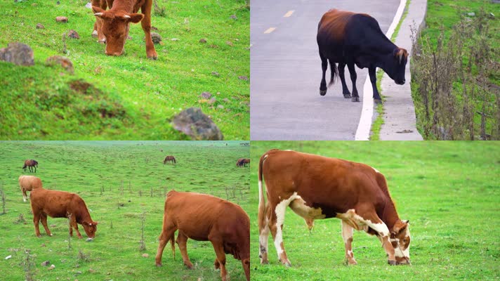 贵州乌蒙大草原牛群母牛奶牛