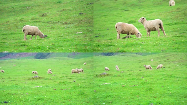 贵州乌蒙大草原高原牧场绵羊牧羊羊群