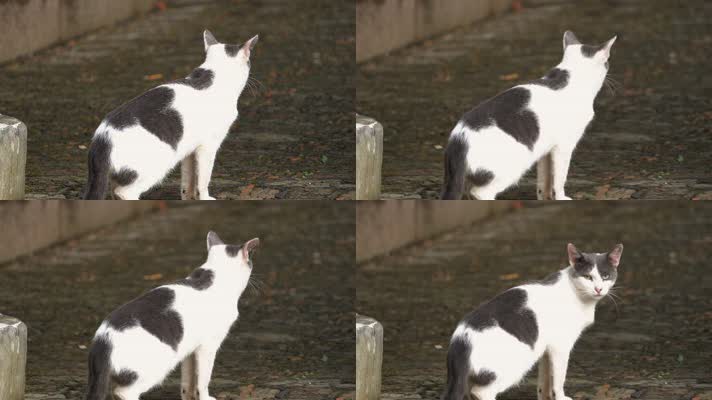 城市里街头一只流浪猫4K视频