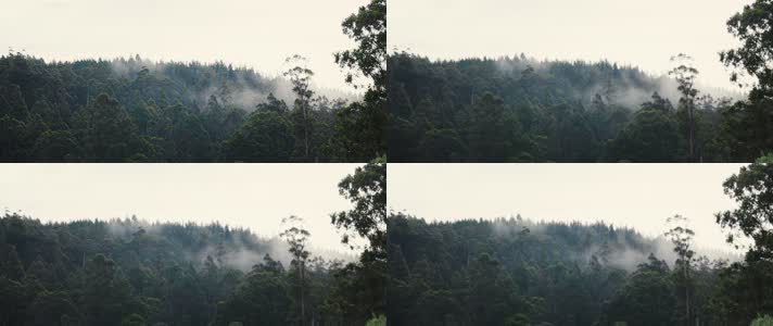 夏季清晨森林云雾升腾影视级视觉