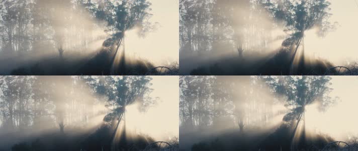 清晨森林水雾丁达尔光线