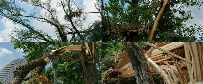 暴雨狂风折断的大树