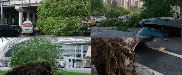 暴雨狂风之后树木连根拔起砸坏汽车阻碍交通