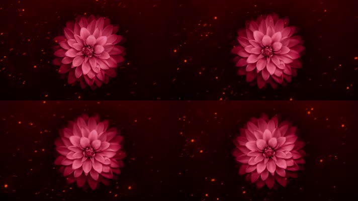 【4K】花朵背景