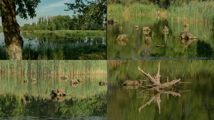 蒲河湿地河边芦苇枯木树木苍鹭油画色彩