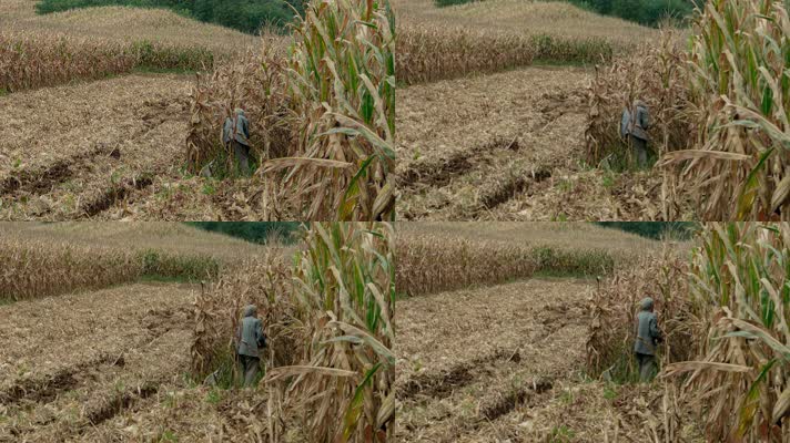 北方农村农田老妪老人老妇劳动掰苞米收玉米