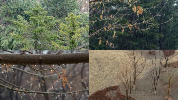 雨雪天气树木枝叶松柏枯枝