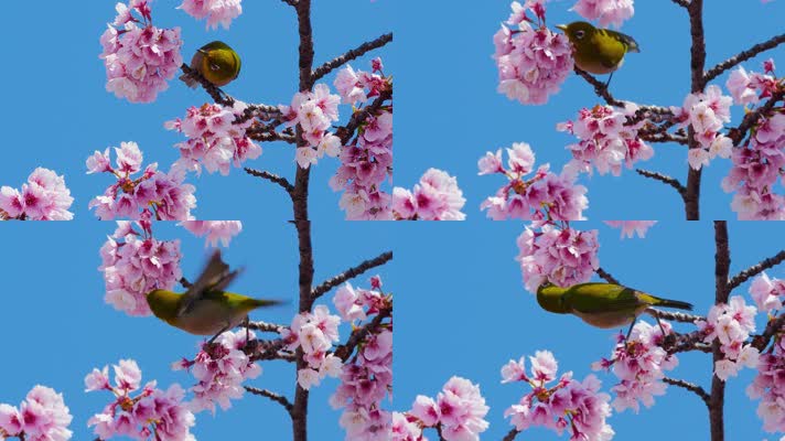4k高清春暖花开树枝上的黄鹂鸟