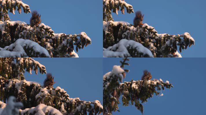 松鼠冬季大雪松树上摘松果觅食过冬