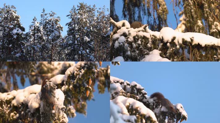 松鼠冬季大雪松树上摘松果觅食过冬