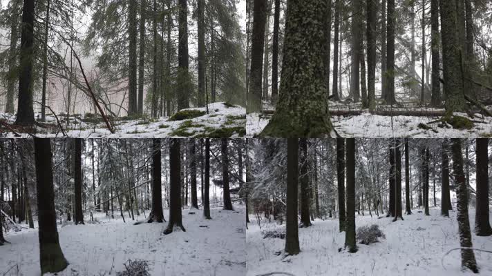 冬季森林积雪唯美雪景