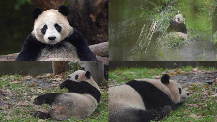 大熊猫吃竹子空镜组镜头3