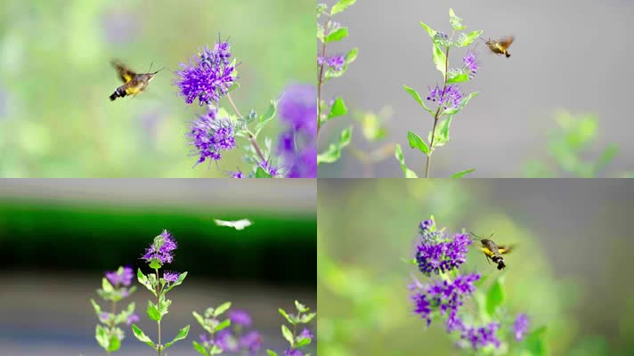 花丛中的蜜蜂与蝴蝶