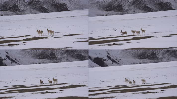 西藏野生动物藏原羚