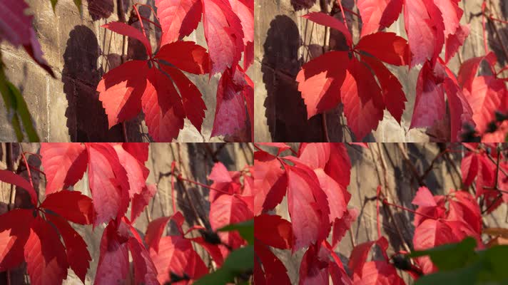 秋季红叶爬山虎秋天素材