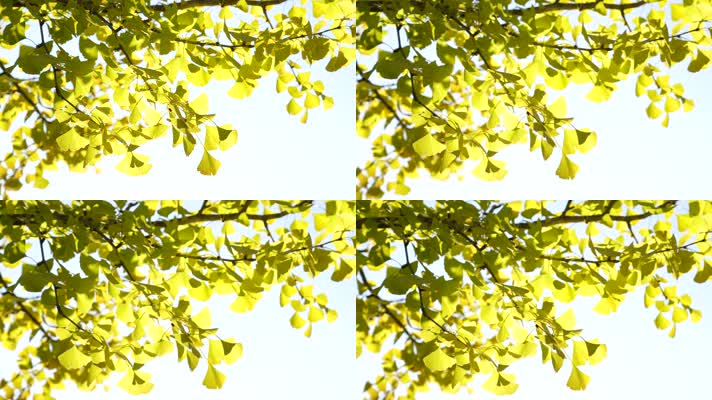 秋季金黄色的银杏树