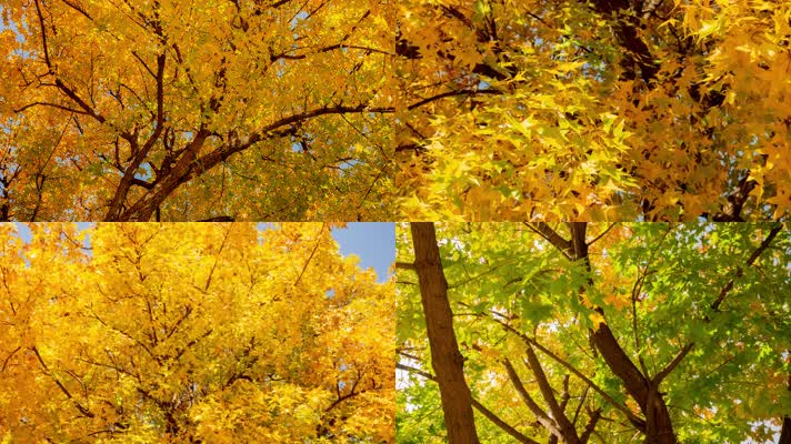 五角枫金黄色秋季