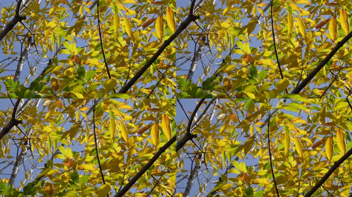 秋季黄叶金黄色的秋叶