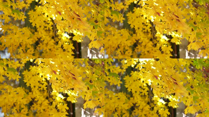 秋季金色枫叶金色的秋天